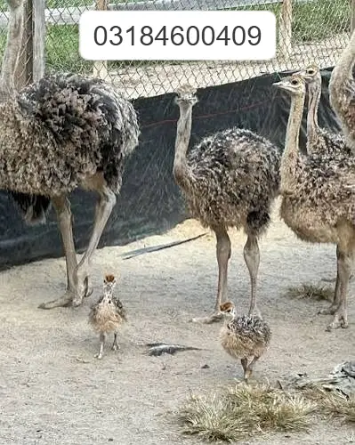 Healthy Ostrich | Ostrich Chicks for sale | Chick Available — photo 8