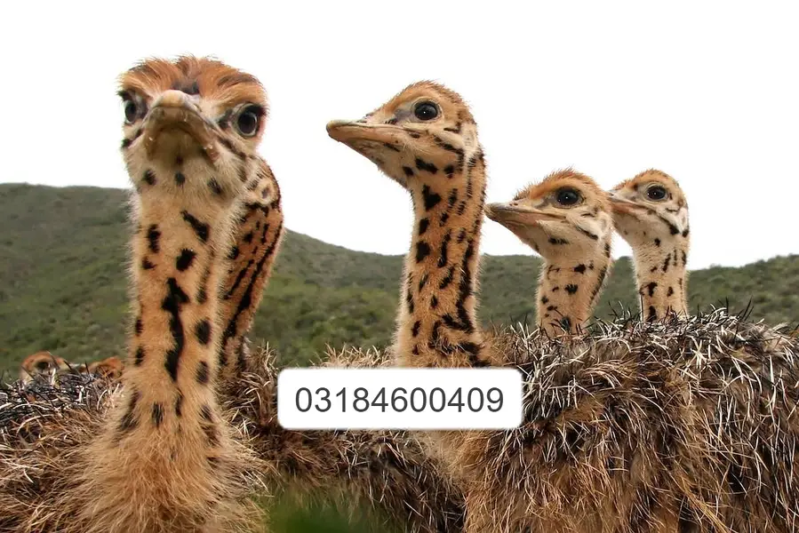 Healthy Ostrich | Ostrich Chicks for sale | Chick Available — photo 12