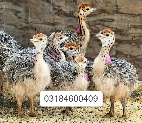Healthy Ostrich | Ostrich Chicks for sale | Chick Available — photo 7