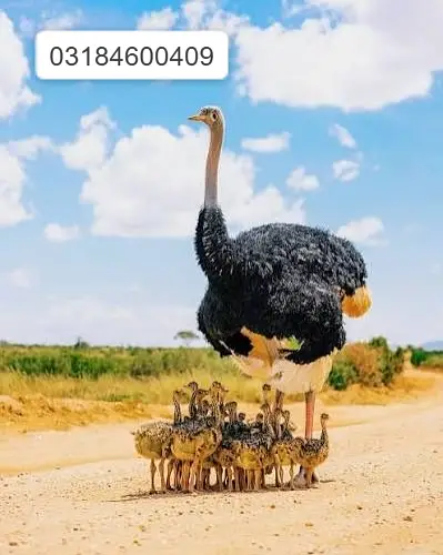 Healthy Ostrich | Ostrich Chicks for sale | Chick Available — photo 6