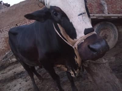 cross Dhani sahiwal  bachra