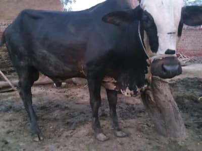cross Dhani sahiwal  bachra