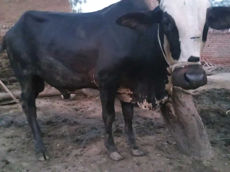 cross Dhani sahiwal  bachra — photo 2