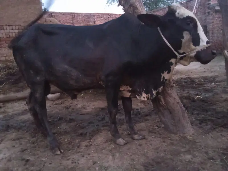 cross Dhani sahiwal  bachra — photo 3