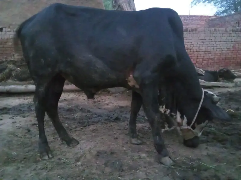 cross Dhani sahiwal  bachra — photo 4