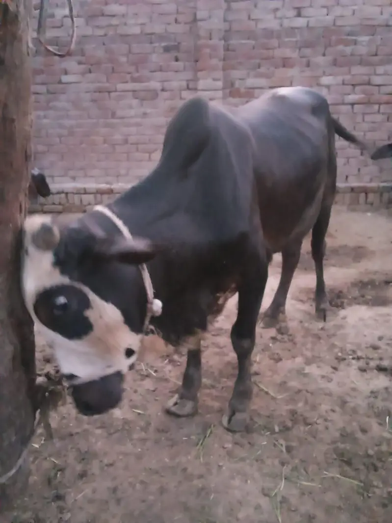 cross Dhani sahiwal  bachra — photo 5