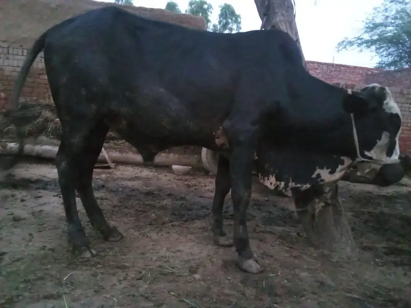 cross Dhani sahiwal  bachra — photo 6