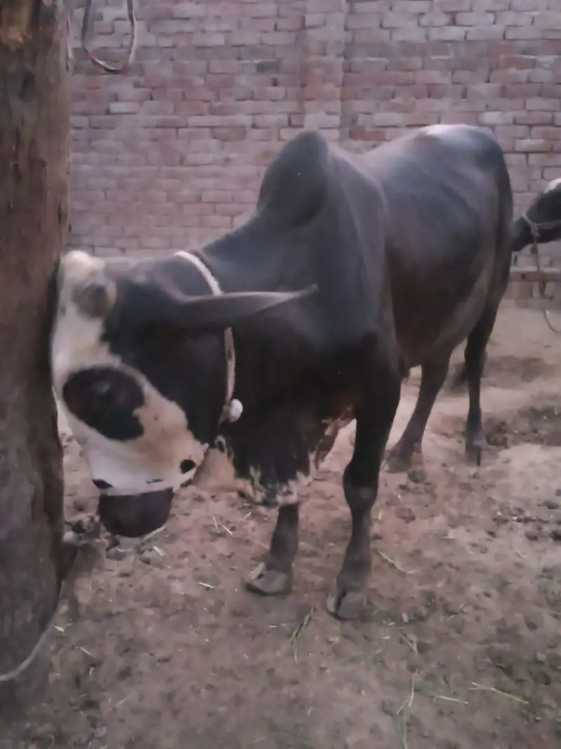 cross Dhani sahiwal  bachra — photo 7