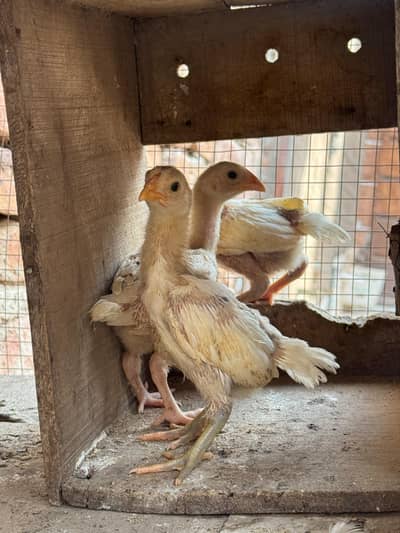 white heera aseel chick for sale