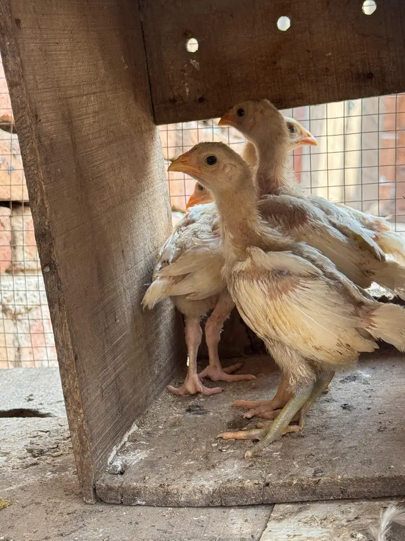 white heera aseel chick for sale — photo 2