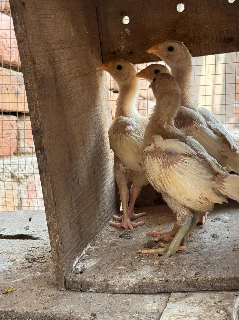 white heera aseel chick for sale — photo 3