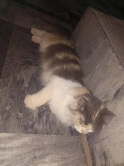 Cat for sale.