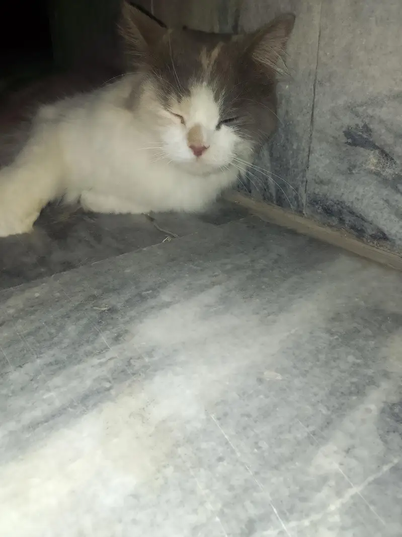 Cat for sale. — photo 2
