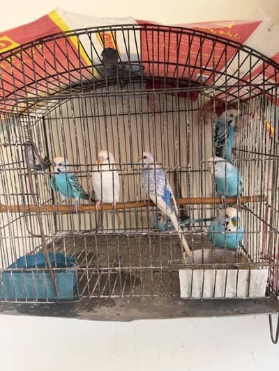 budgie