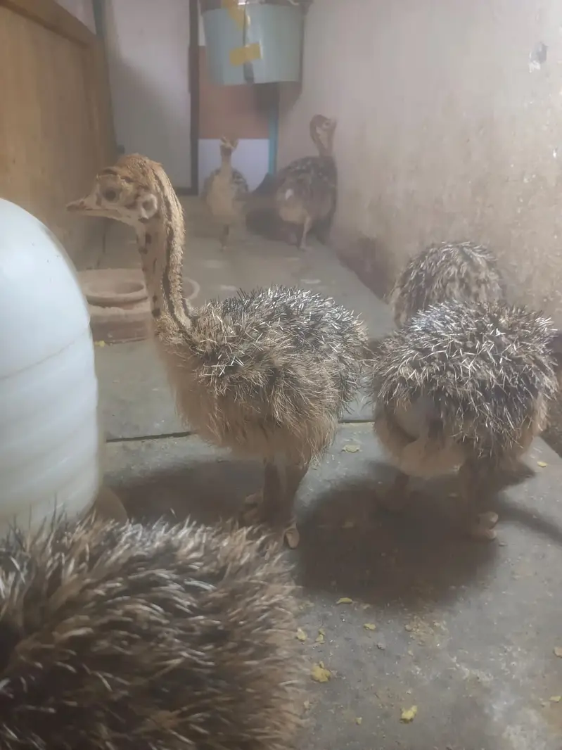Healthy Ostrich | Ostrich Chicks for sale | Chick Available — photo 2