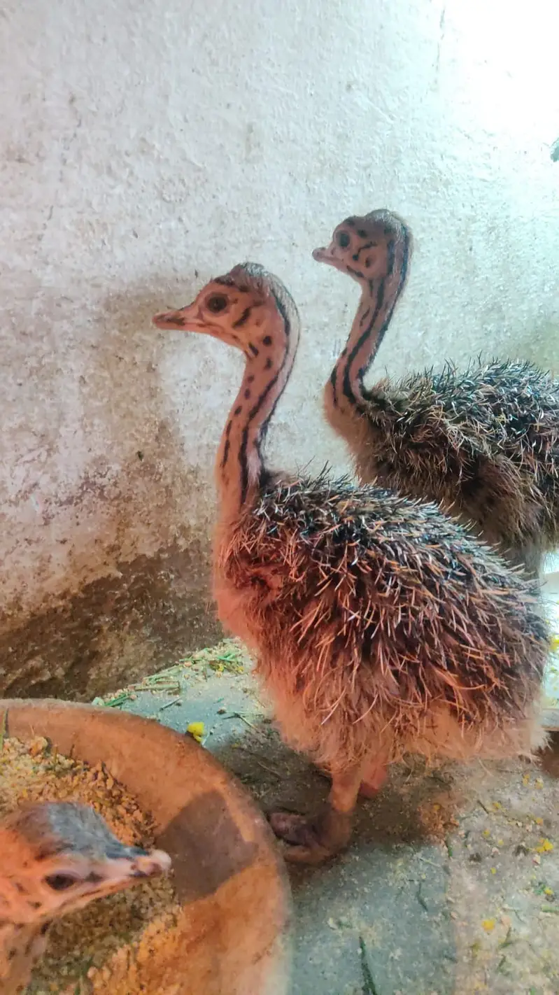 Healthy Ostrich | Ostrich Chicks for sale | Chick Available — photo 3