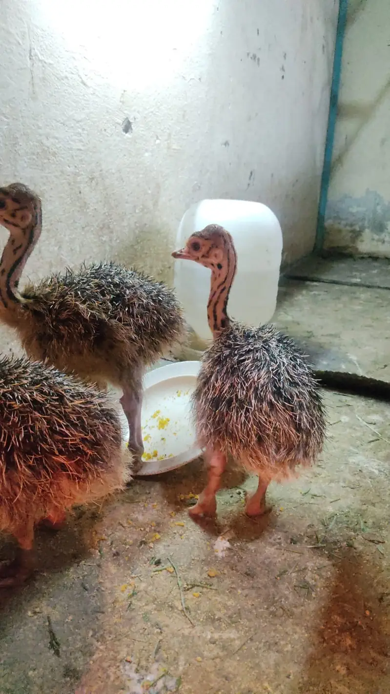 Healthy Ostrich | Ostrich Chicks for sale | Chick Available — photo 5