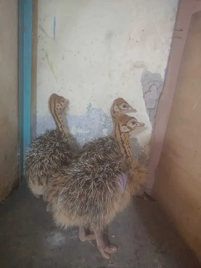Healthy Ostrich | Ostrich Chicks for sale | Chick Available — photo 9