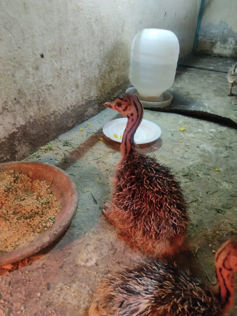 Healthy Ostrich | Ostrich Chicks for sale | Chick Available — photo 10