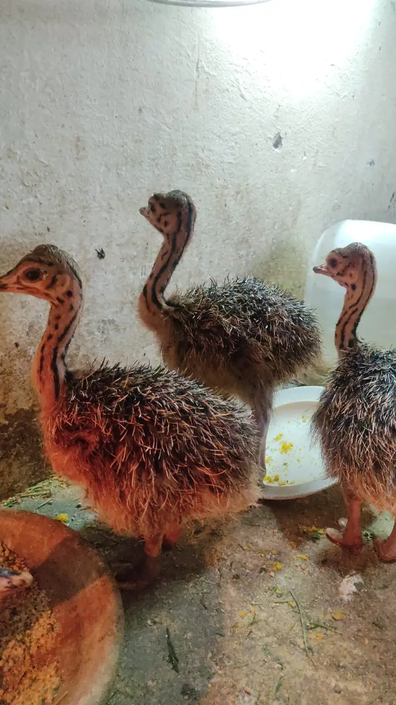 Healthy Ostrich | Ostrich Chicks for sale | Chick Available — photo 11