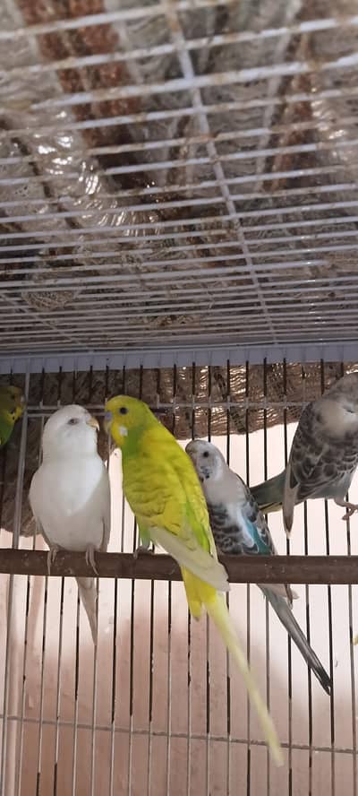 Australian breeder pairs Redeye/blackeye