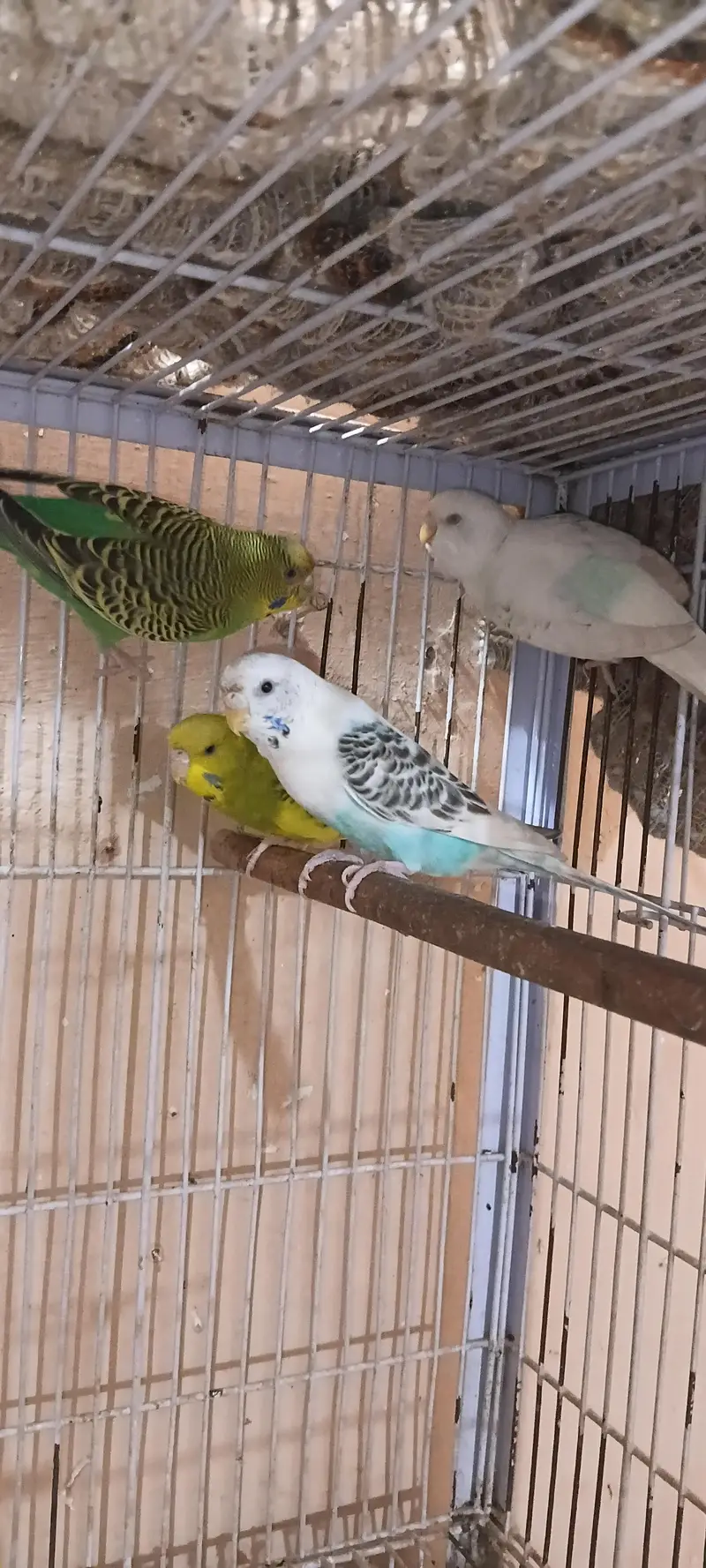 Australian breeder pairs Redeye/blackeye — photo 2