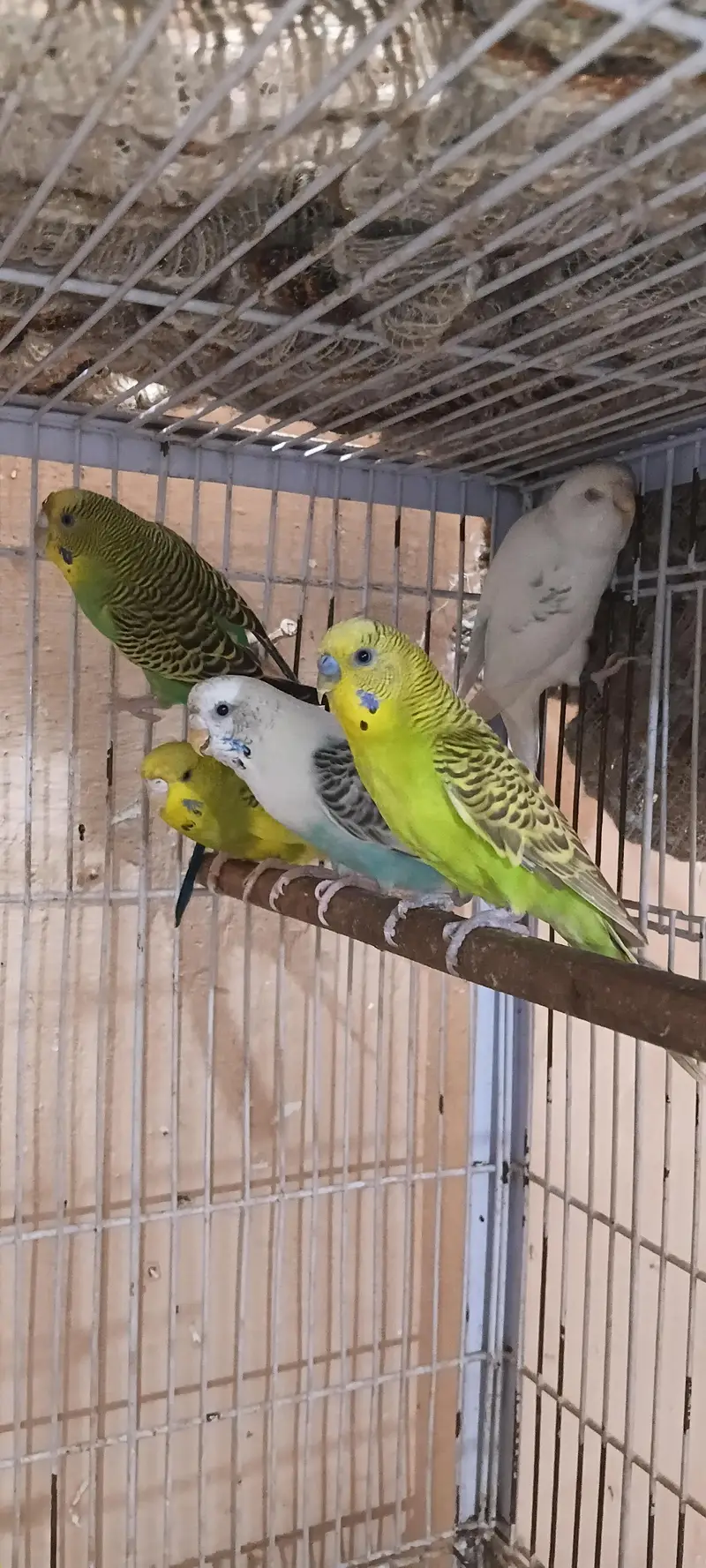 Australian breeder pairs Redeye/blackeye — photo 3