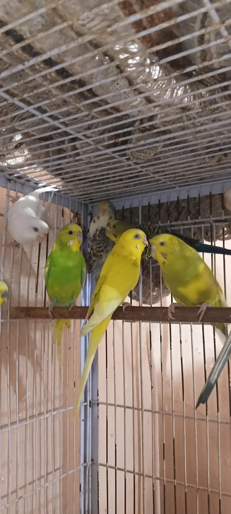 Australian breeder pairs Redeye/blackeye — photo 4