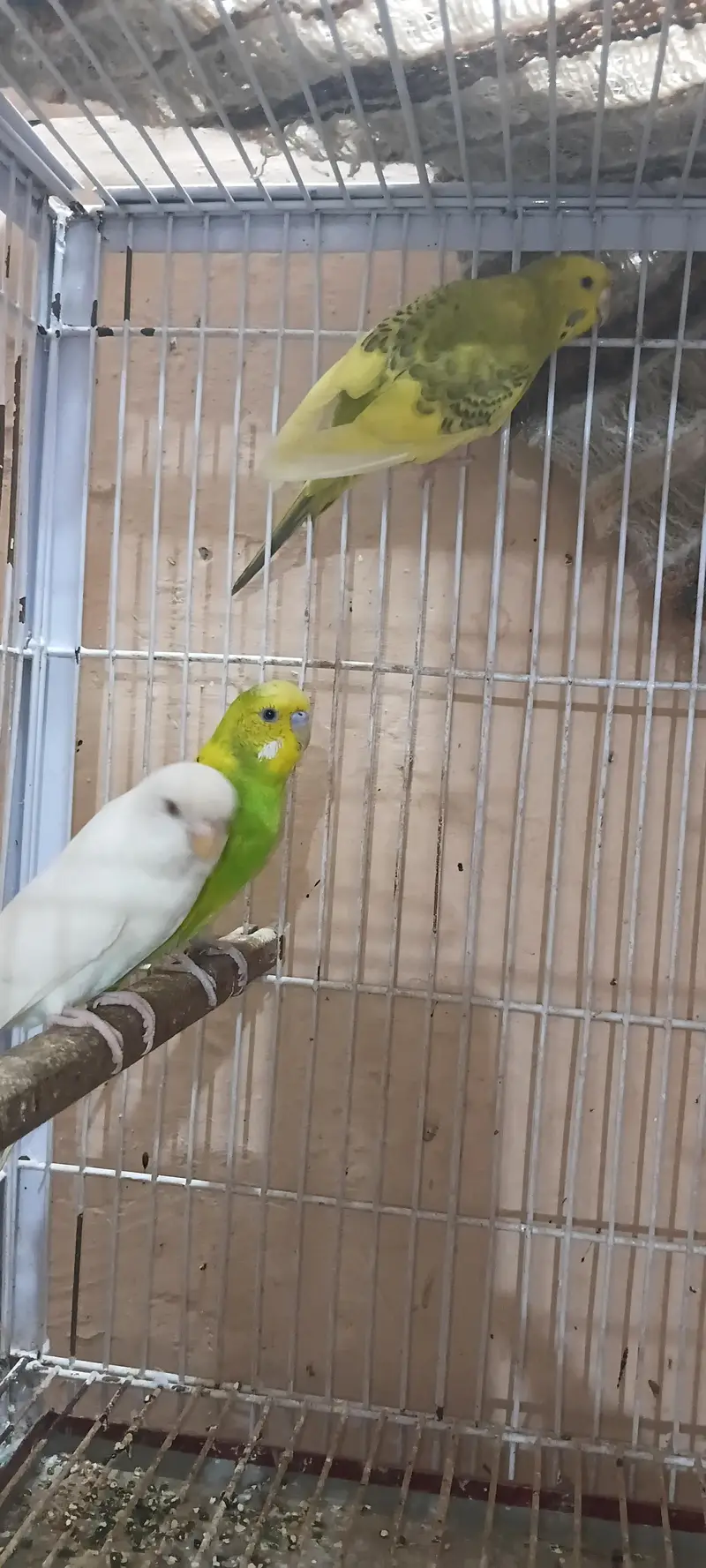 Australian breeder pairs Redeye/blackeye — photo 5