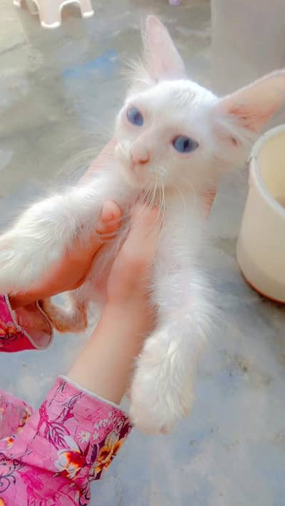 Cat sale