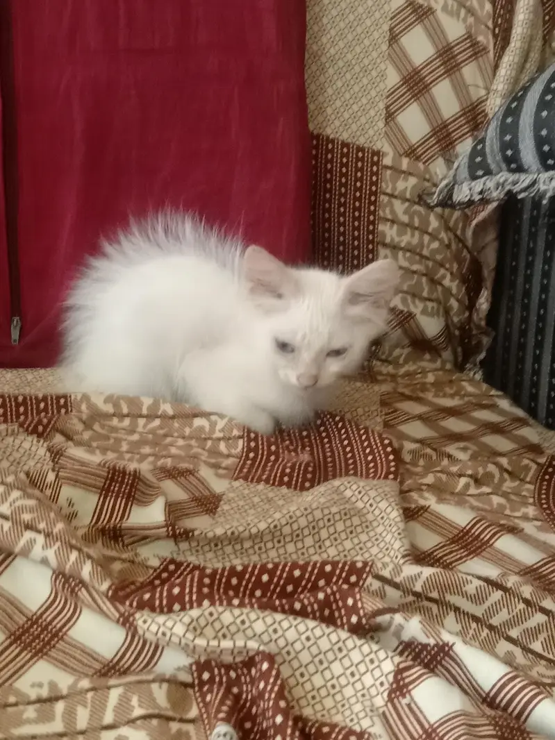 Cat sale — photo 2