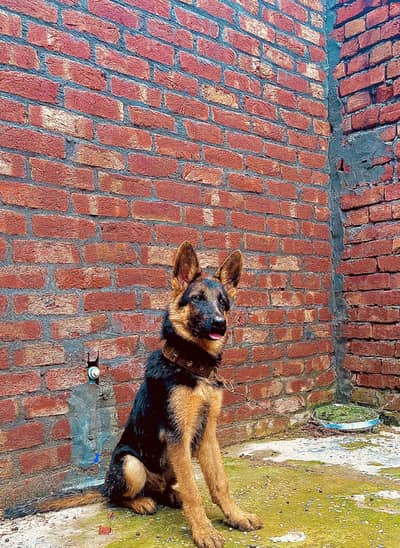 Pure double court German shepherd dog