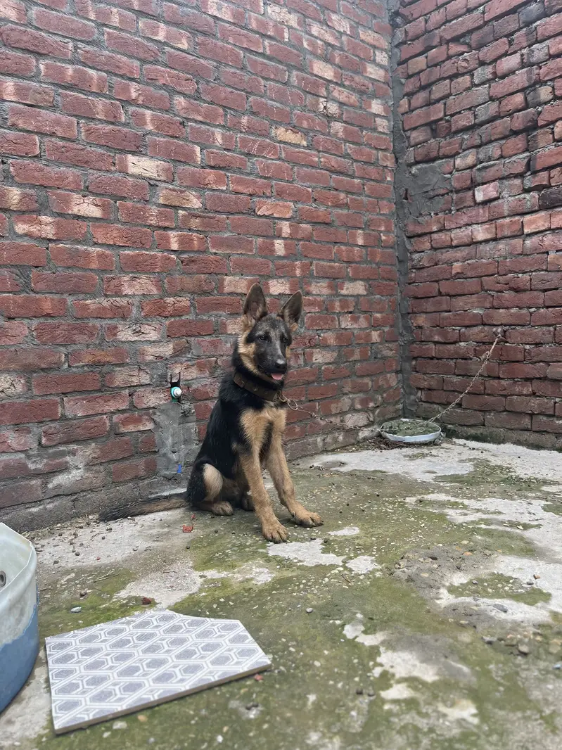 Pure double court German shepherd dog — photo 2