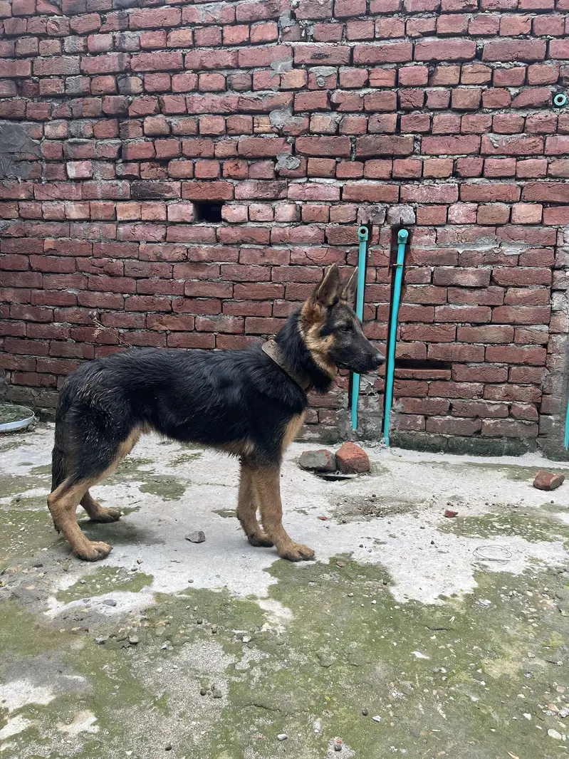 Pure double court German shepherd dog — photo 3