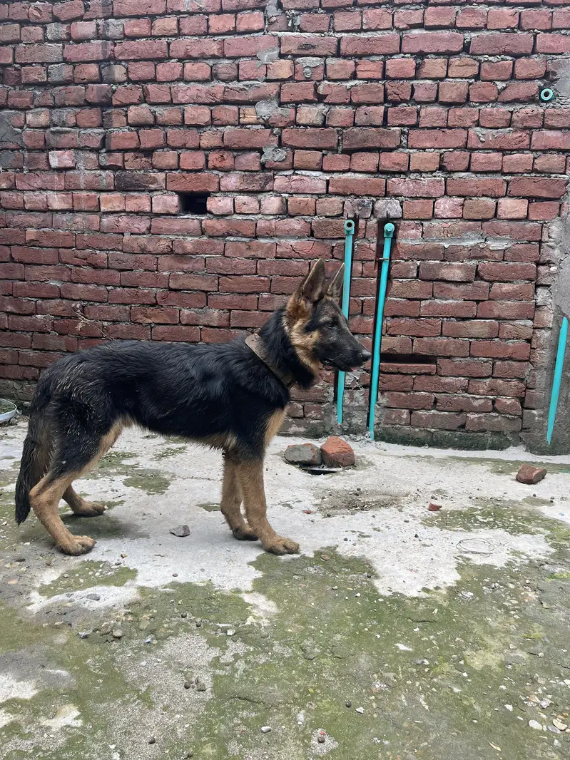 Pure double court German shepherd dog — photo 4