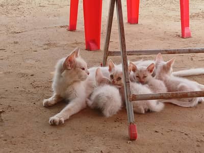 persian Cat for Sale