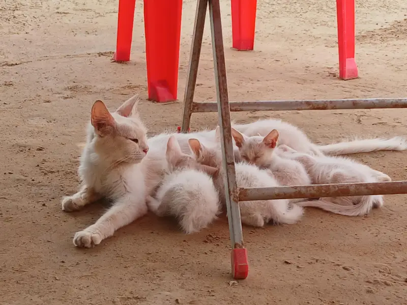 persian Cat for Sale — photo 3
