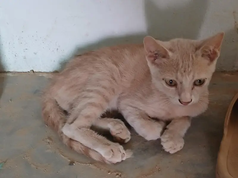 persian Cat for Sale — photo 5