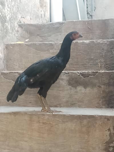 Aseel Thai cross murgi