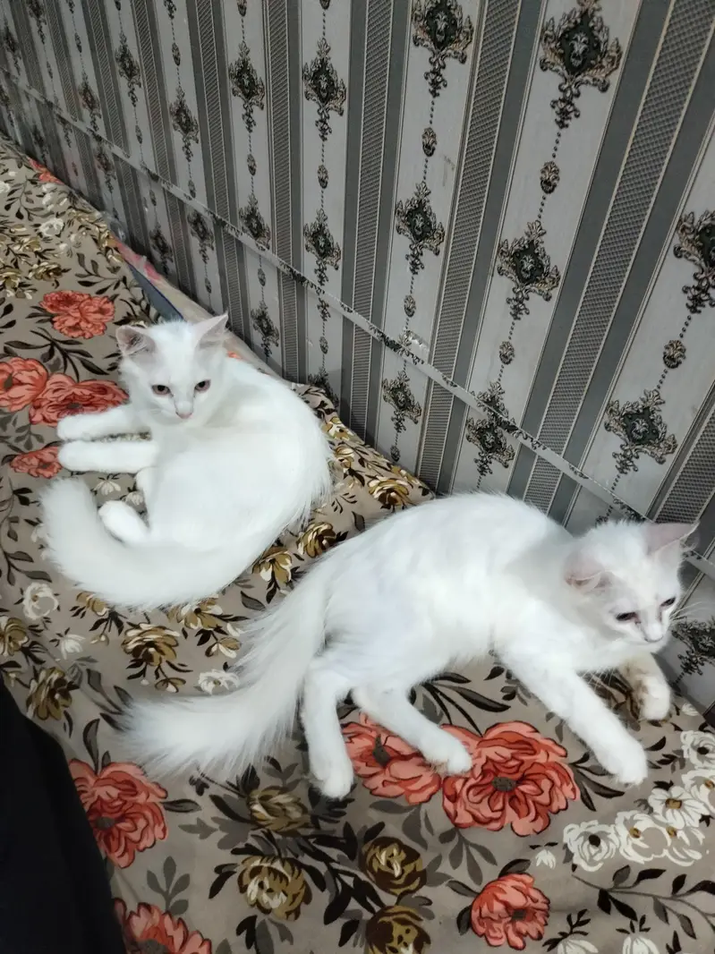 Persian white colour — photo 6
