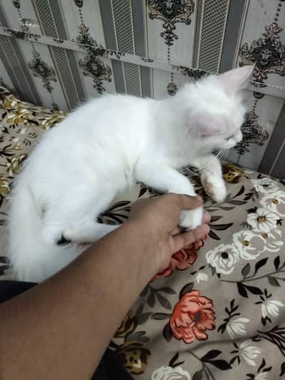 Persian white colour