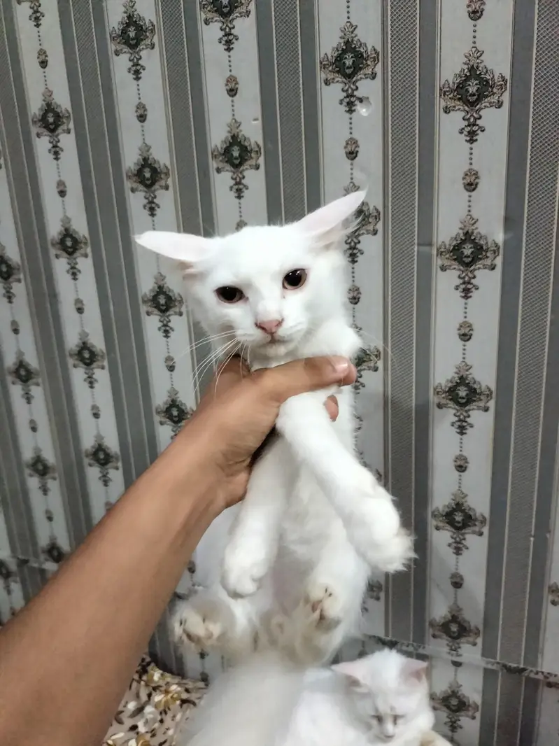 Persian white colour — photo 2