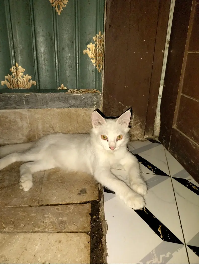 Persian white colour — photo 3