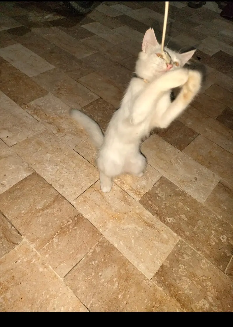Persian white colour — photo 4
