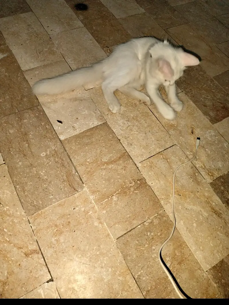 Persian white colour — photo 5