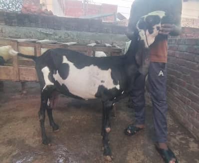 Pure Beetal Guban Goat for Sale ||  Betal Bakri