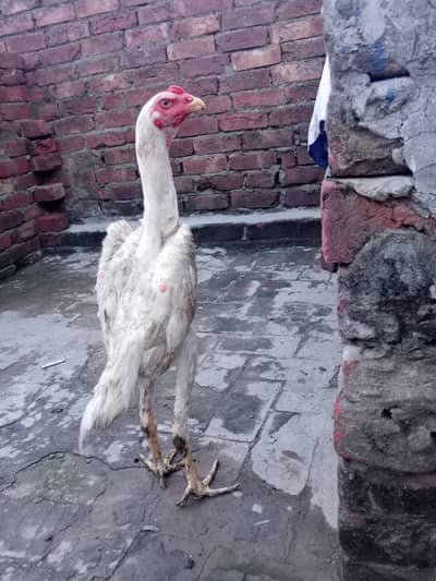 shamo male long hight full active for sale WhatsApp number 03416852769