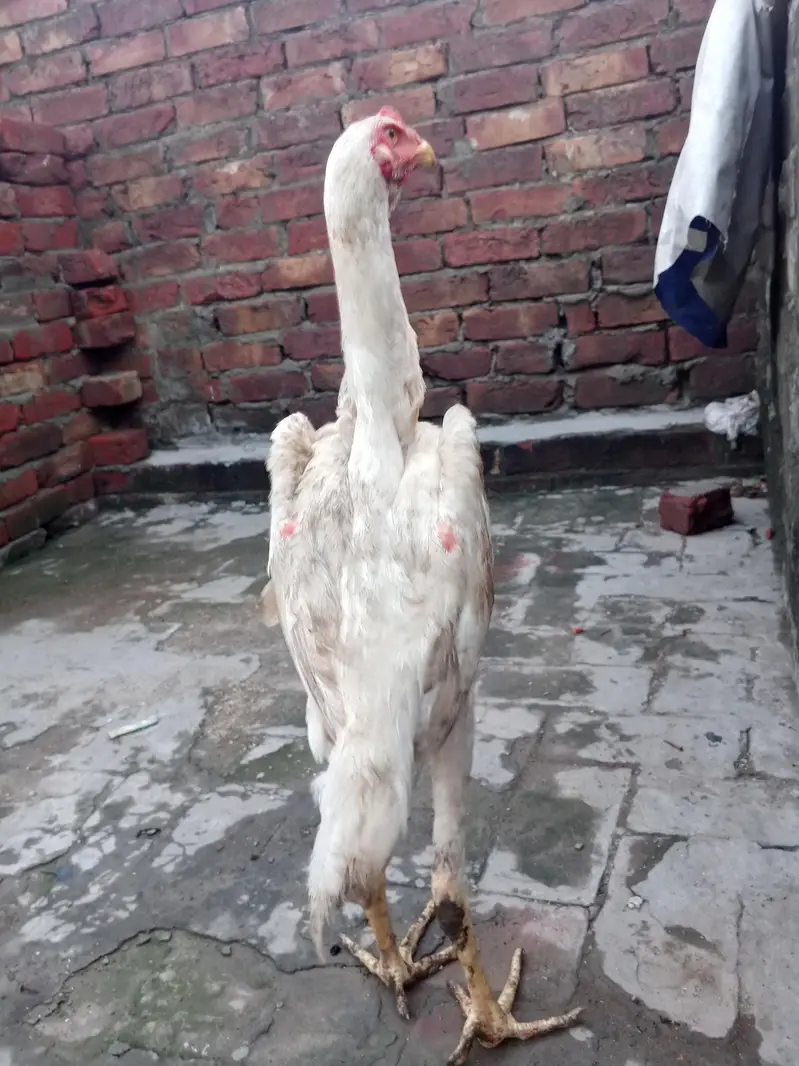 shamo male long hight full active for sale WhatsApp number 03416852769 — photo 2