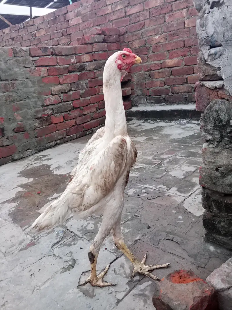 shamo male long hight full active for sale WhatsApp number 03416852769 — photo 3