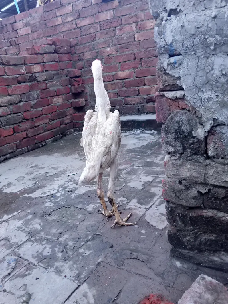 shamo male long hight full active for sale WhatsApp number 03416852769 — photo 4